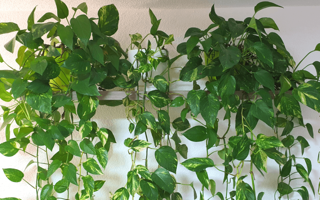 How to Use a Devil’s Ivy plant to Improve Indoor Air Quality