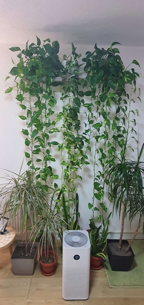 Devil's Ivy (Photos) in combination with Snake Plants, Spider Plants and Mi Air Purifier