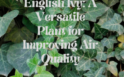 English Ivy: A Versatile Plant for Improving Air Quality