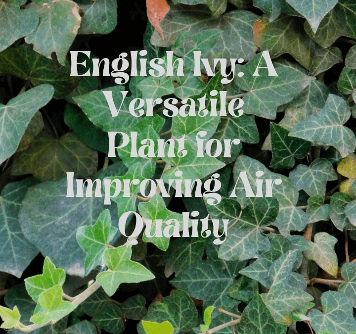English Ivy: A Versatile Plant for Improving Air Quality