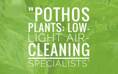 Pothos Plants: Low-Light Air-Cleaning Specialists