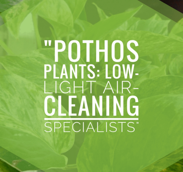 Pothos Plants: Low-Light Air-Cleaning Specialists
