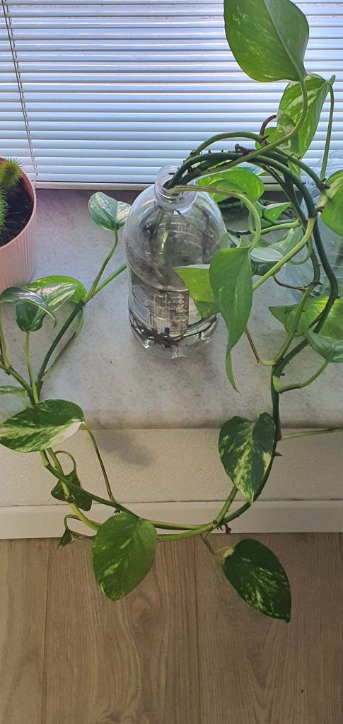 Devil's Ivy Propagation in water