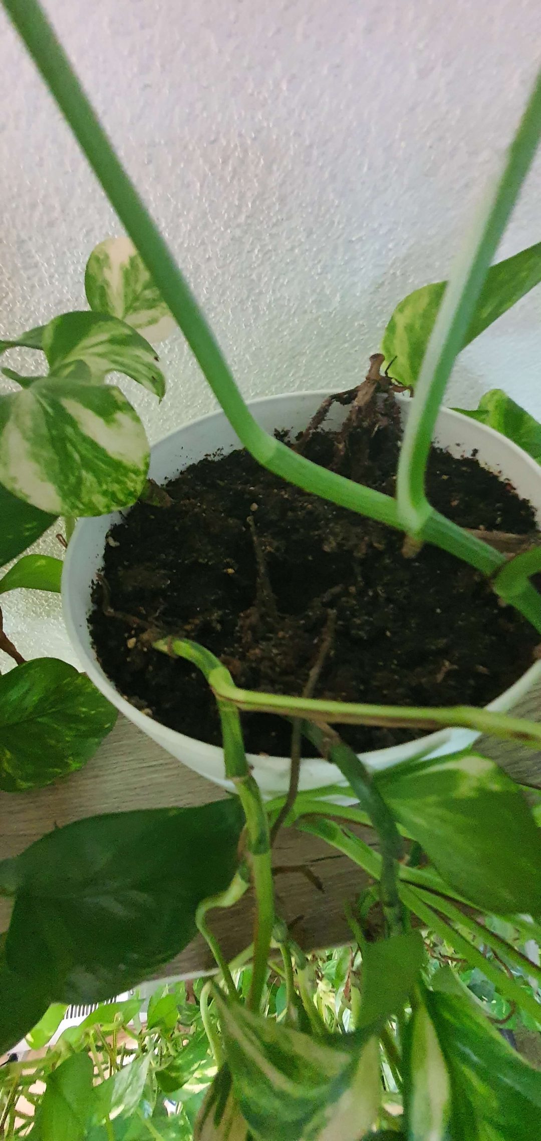 How to Care For a Devil's Ivy Plant Oxygen Land