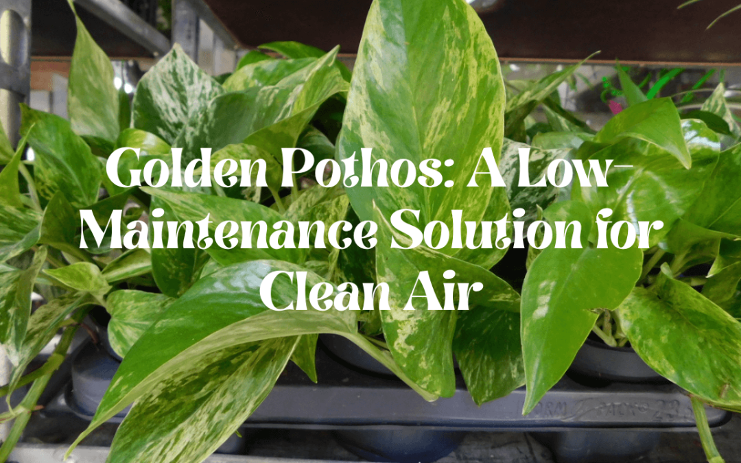 Golden Pothos: A Low-Maintenance Solution for Clean Air
