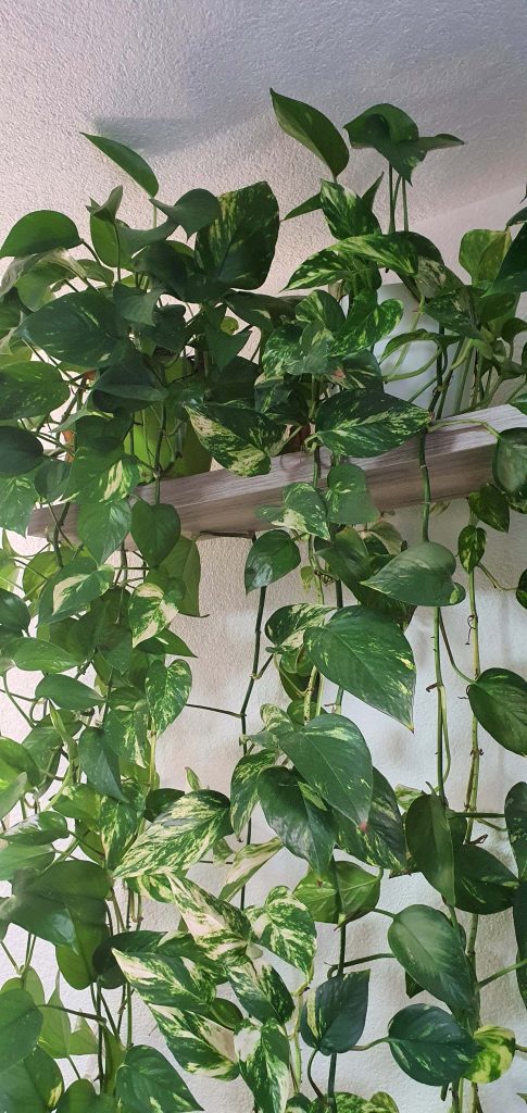 Golden pothos on a wall