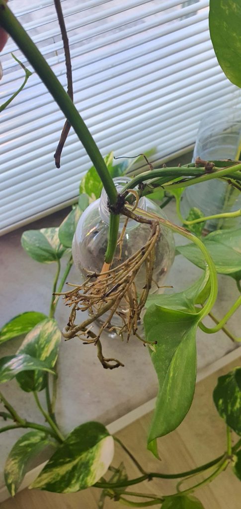 Rooted stem cutting from our Epipremnum Aureum