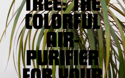 Dragon Tree: The Colorful Air-Purifier for Your Home