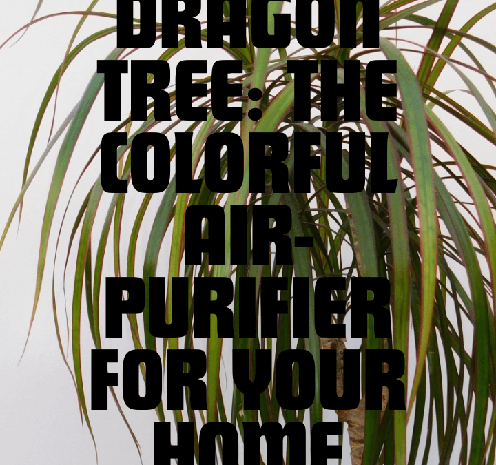 dragon tree