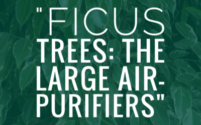 Ficus Trees: The Large Air-Purifiers