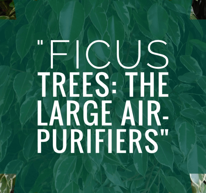 Ficus Trees: The Large Air-Purifiers