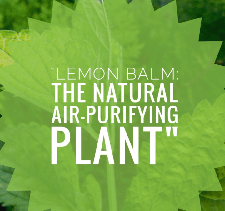 Lemon Balm: The Natural Air-Purifying Plant