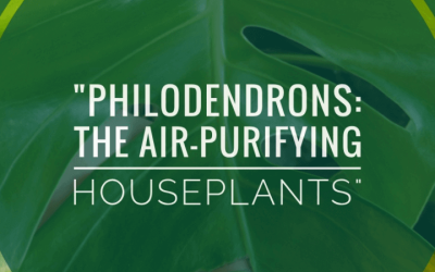 Philodendrons: The Air-Purifying Houseplants