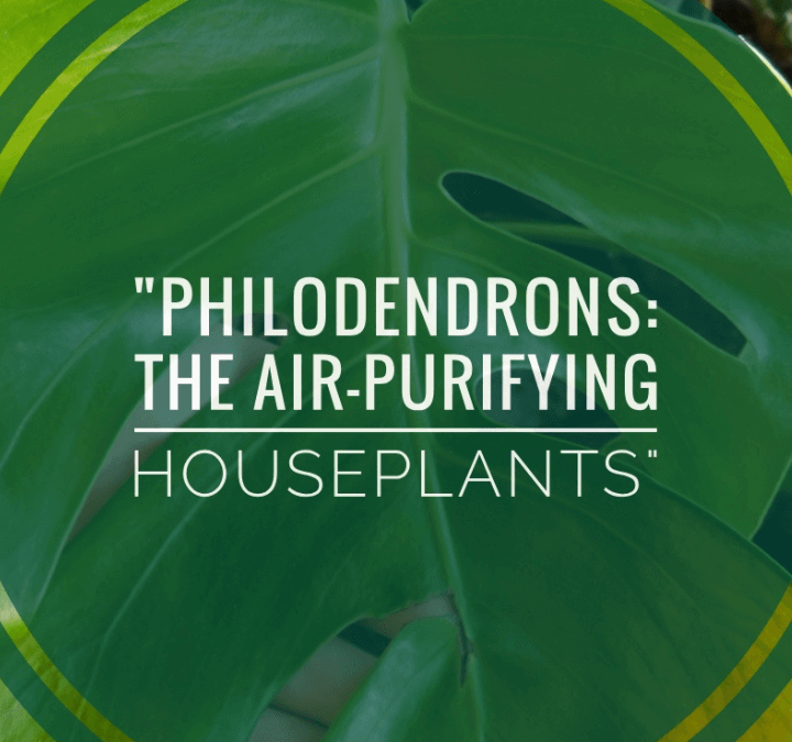 Philodendrons: The Air-Purifying Houseplants