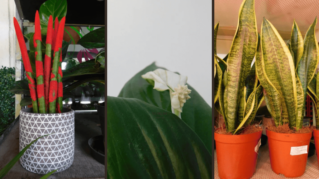 Snake plants, sansevieria and peace lilies Sources of Indoor Air Pollution