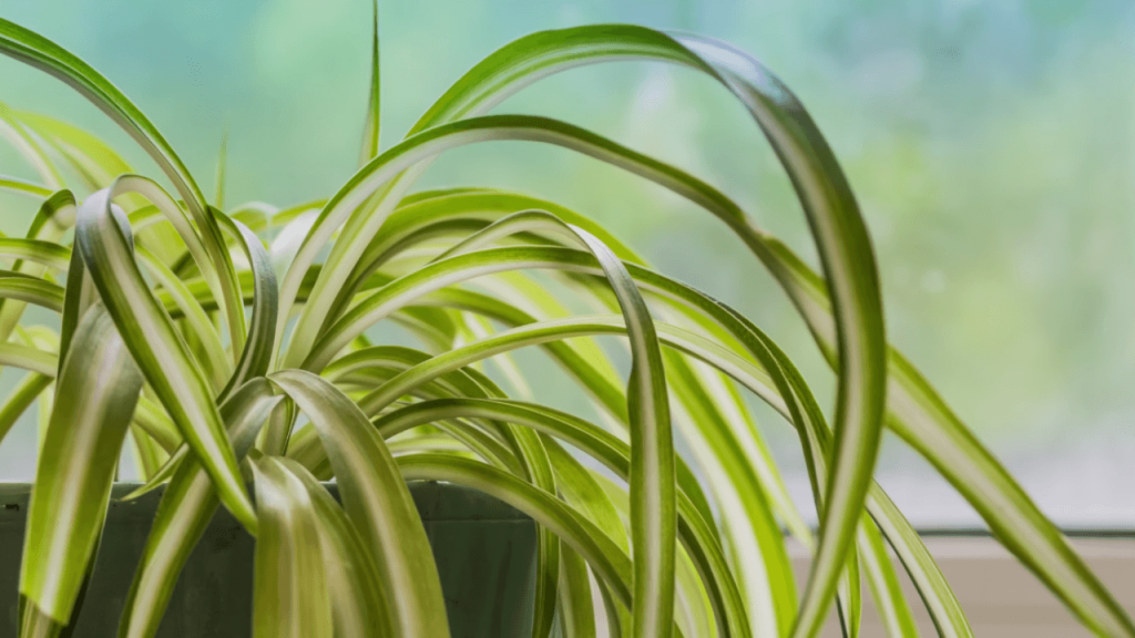 How Spider Plants Purify the Air