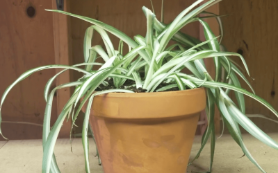 Spider Plants: The Easy Air-Purifiers