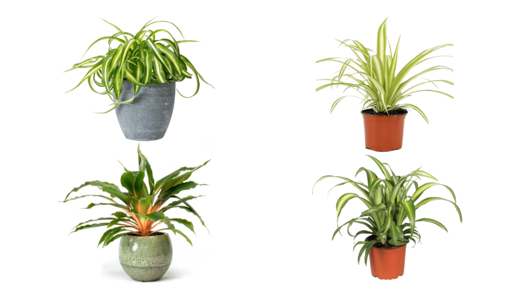 Types of Spider Plants