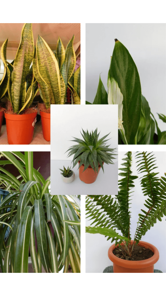 other air purifying plants to consider