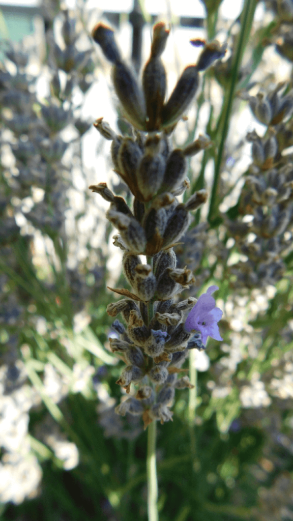 lavender plant