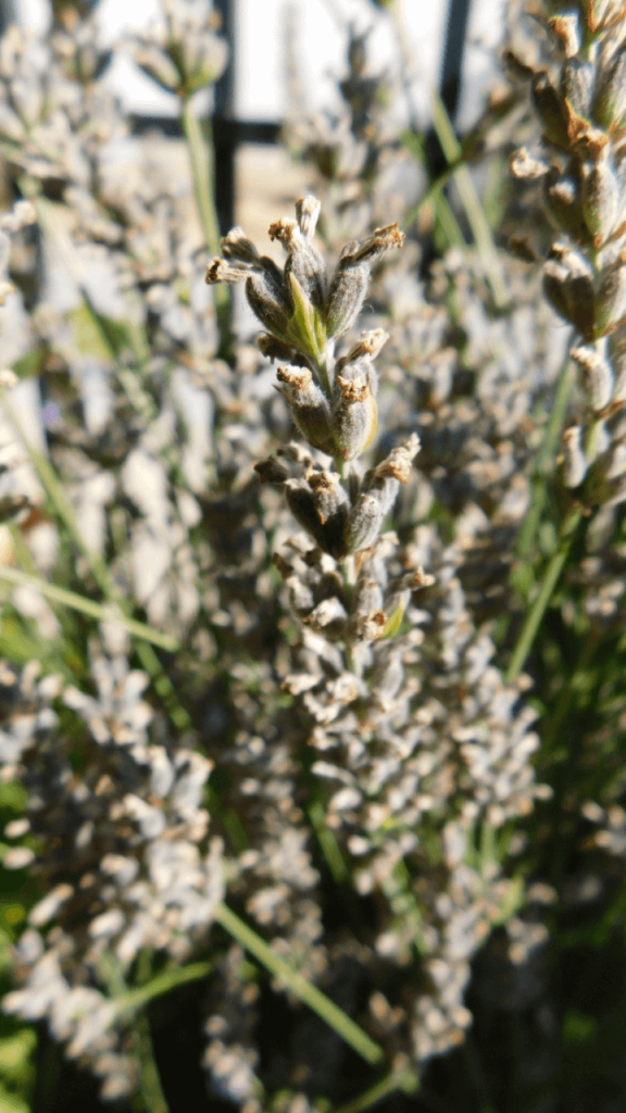 lavander the fragnant air purifying plant