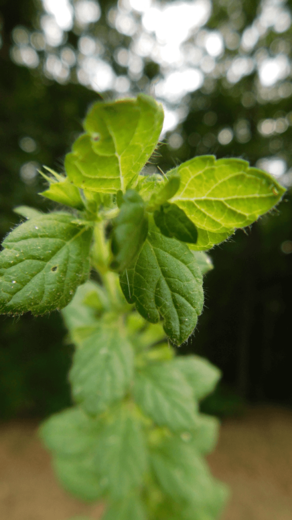 lemon balm in nature