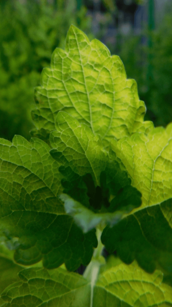 lemon balm 