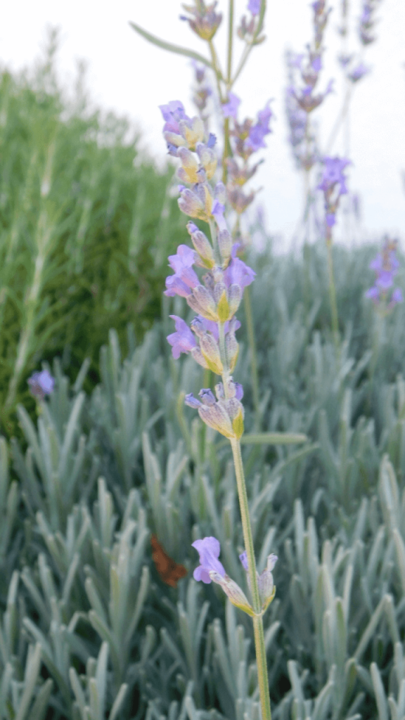 the air purifying lavender