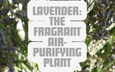 Lavender: The Fragrant Air-Purifying Plant