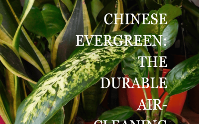 Chinese Evergreen: The Durable Air-Cleaning Plant