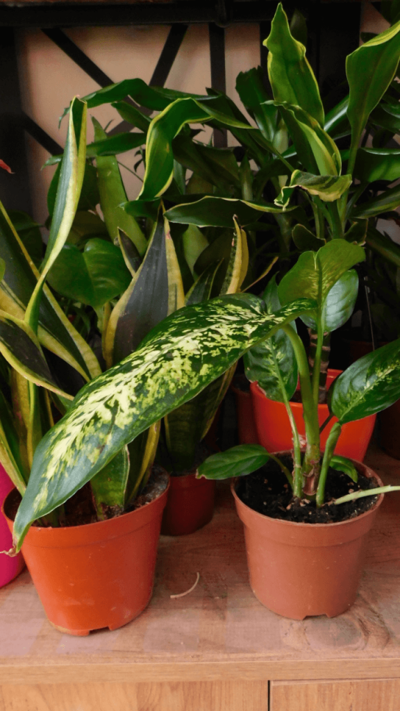 chinese evergreen the air cleaning plant