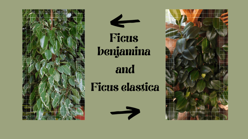 The best types of Ficus Trees for air purification