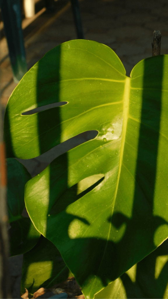 Where to Buy Philodendrons
