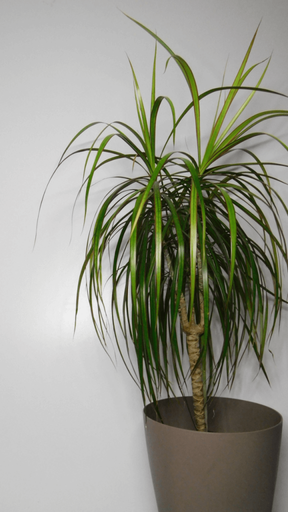 how does dragon tree purify the air