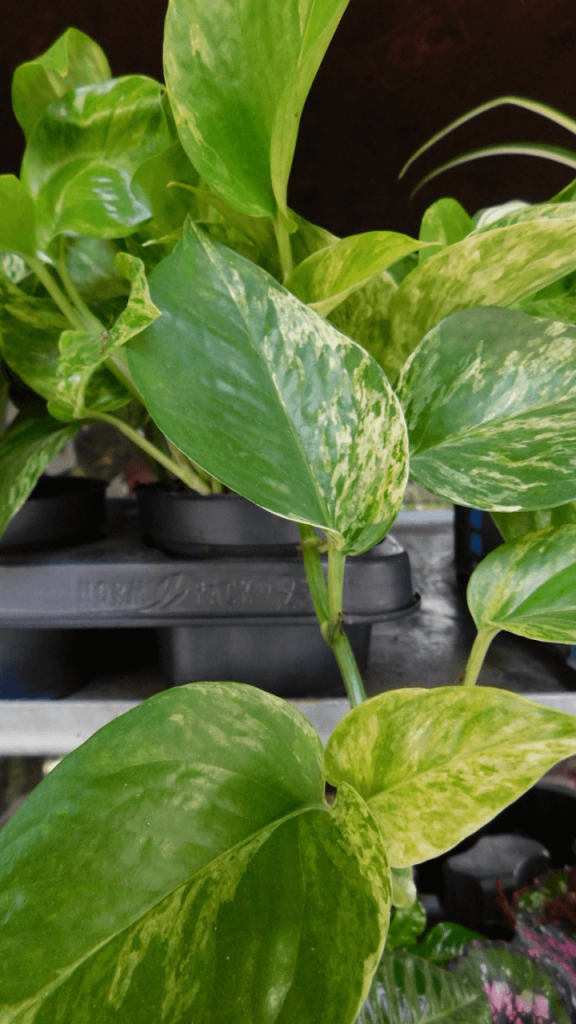Air Purifying Qualities of Golden Pothos