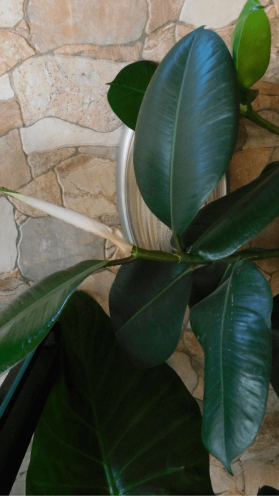 Air Purifying Properties of Ficus