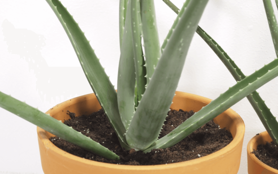 Aloe Vera: The Natural Air-Cleaning Plant