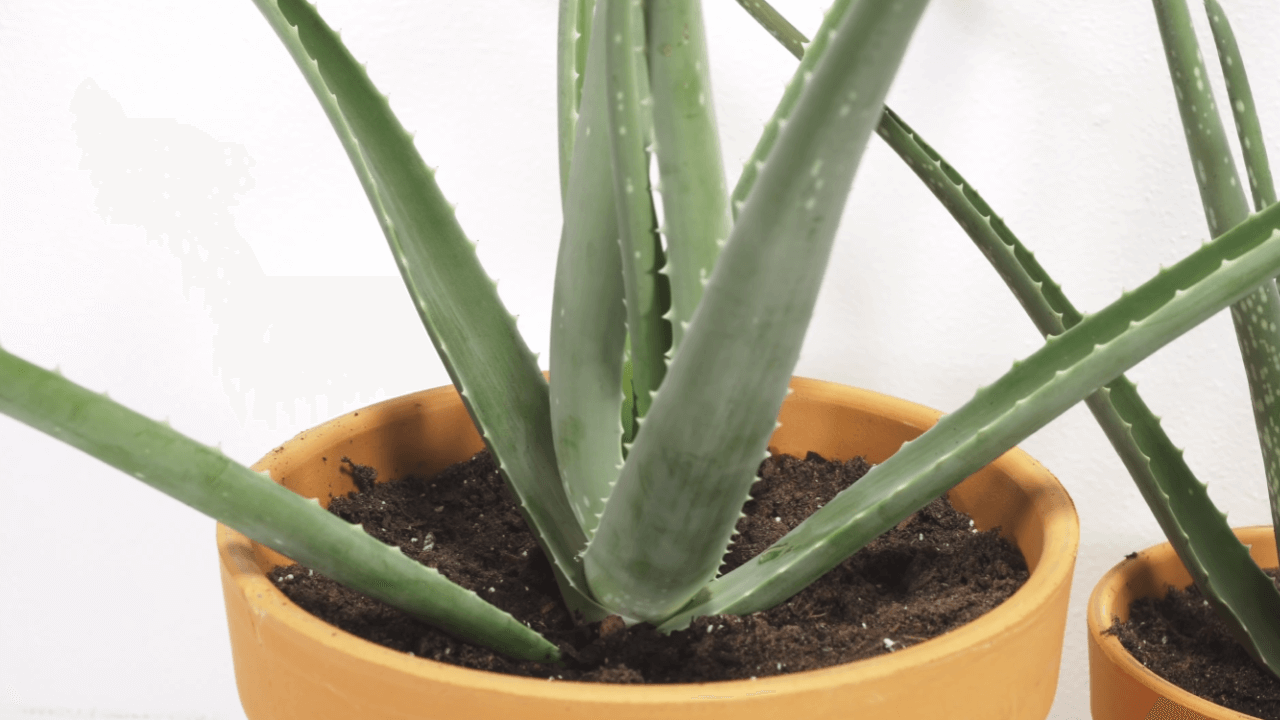 Aloe Vera The Natural AirCleaning Plant Oxygen Land
