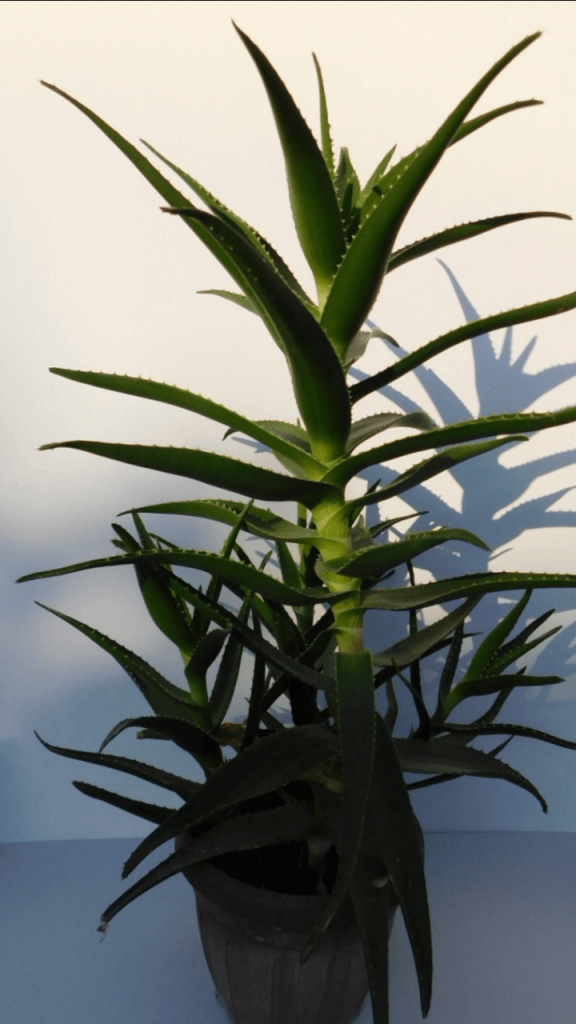 Benefits of Aloe Vera as an air-cleaning plant