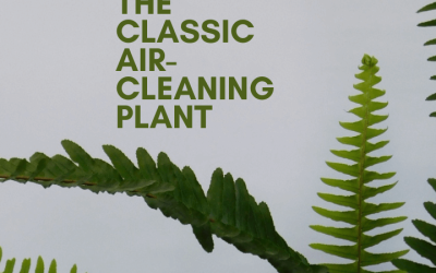 Boston Ferns: The Classic Air-Cleaning Plant