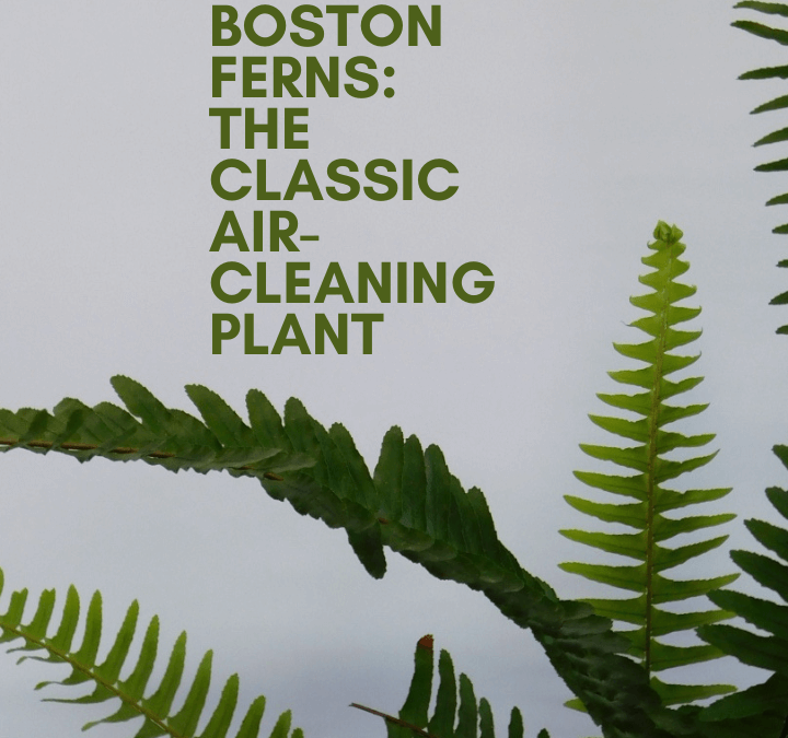 Boston Ferns: The Classic Air-Cleaning Plant