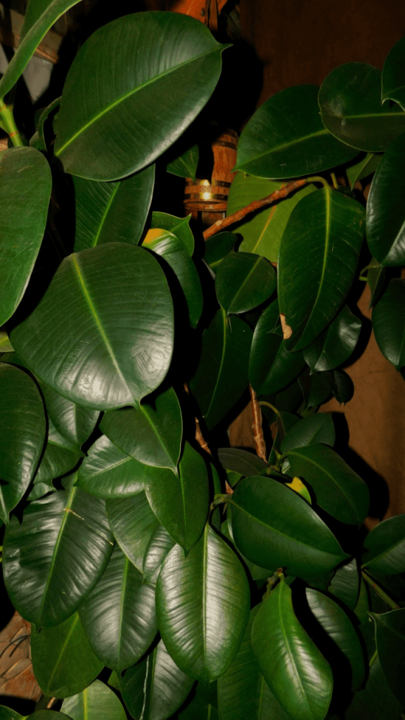 Caring for Rubber Plants
