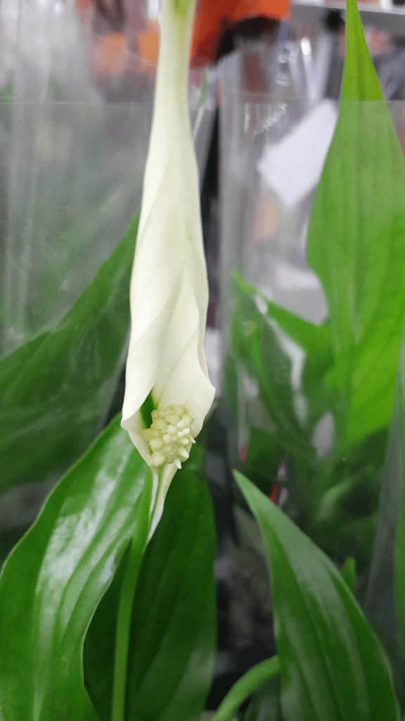 Common Peace Lily Problems and Solutions