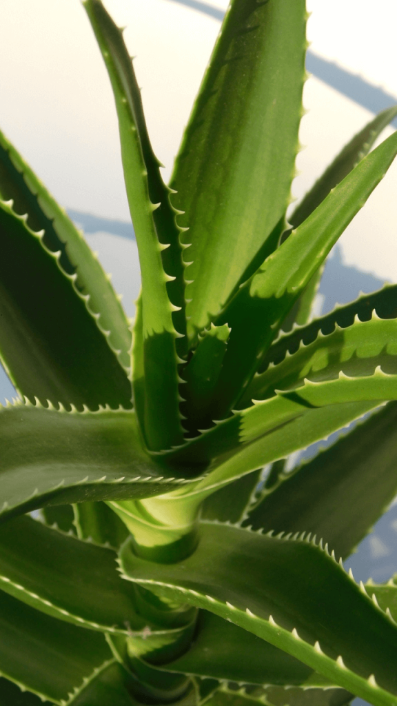 How to care for Aloe Vera as an air-cleaning plant