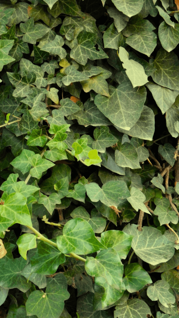 How to care for English Ivy