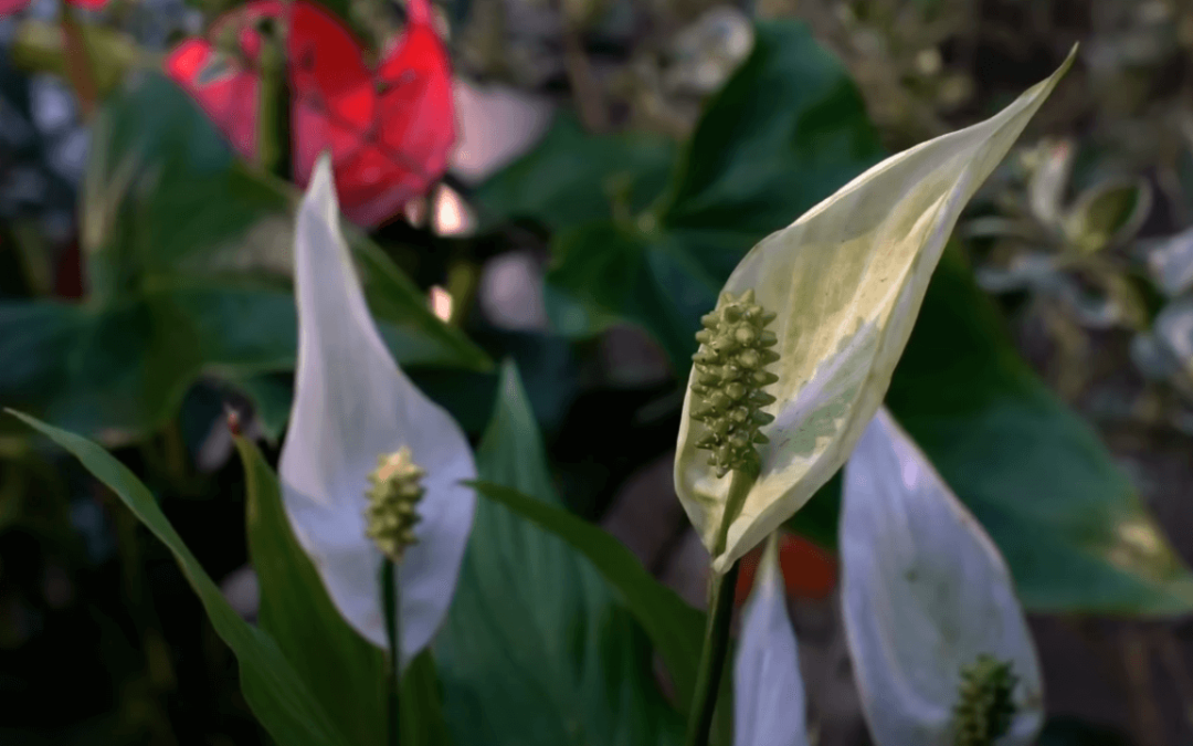 Peace Lilies: Beautiful Air-Purifiers for Your Home or Office
