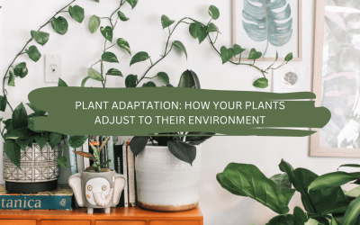 Plant Adaptation: How Your Plants Adjust to Their Environment