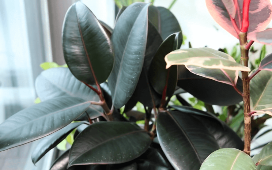 Rubber Plants: Easy-to-Care-for Air-Purifiers