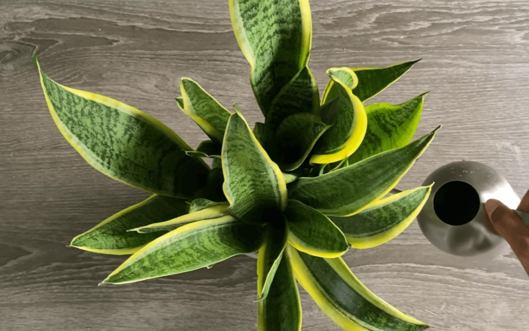 Snake Plants: A Low-Maintenance Air Cleaner