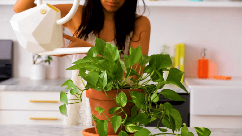 Care and Maintenance of Golden Pothos